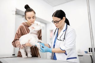 Dogs and veterinarians in today's society 